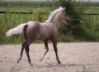 Caballo cuarto de milla, Semental, 1 año, Palomino