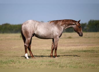 Caballo cuarto de milla, Semental, 1 año, Ruano alazán