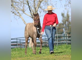 Caballo cuarto de milla, Semental, 1 año, Ruano azulado