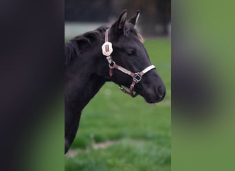 Caballo cuarto de milla, Semental, 1 año, Ruano azulado