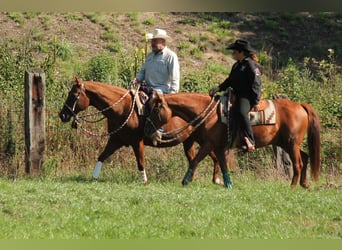 Caballo cuarto de milla, Semental, 20 años, 149 cm, Alazán-tostado