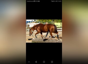 Caballo cuarto de milla, Semental, 20 años, 149 cm, Alazán