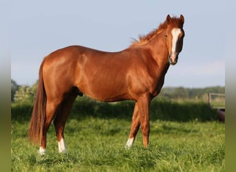 Caballo cuarto de milla, Semental, 20 años, 149 cm, Alazán
