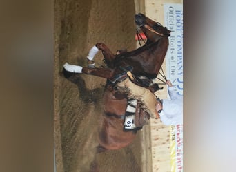 Caballo cuarto de milla, Semental, 20 años, 149 cm, Alazán