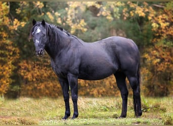 Caballo cuarto de milla, Semental, 23 años, 150 cm, Negro