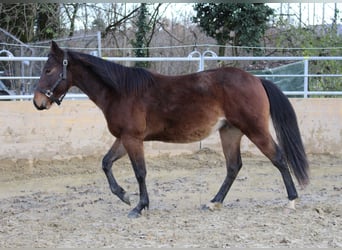 Caballo cuarto de milla, Semental, 2 años, 140 cm, Castaño