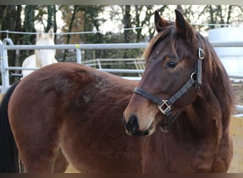 Caballo cuarto de milla, Semental, 2 años, 140 cm, Castaño