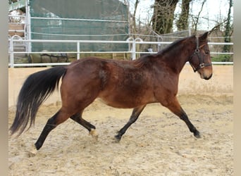 Caballo cuarto de milla, Semental, 2 años, 140 cm, Castaño