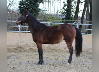 Caballo cuarto de milla, Semental, 2 años, 140 cm, Castaño