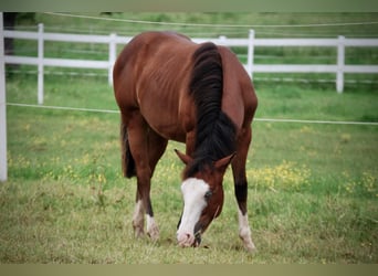 Caballo cuarto de milla, Semental, 2 años, 140 cm, Castaño