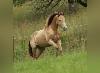 Caballo cuarto de milla, Semental, 2 años, 140 cm, Champán