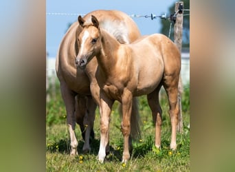 Caballo cuarto de milla, Semental, 2 años, 140 cm, Palomino