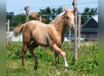 Caballo cuarto de milla, Semental, 2 años, 140 cm, Palomino