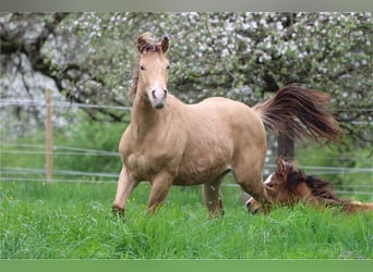 Caballo cuarto de milla, Semental, 2 años, 142 cm, Champán