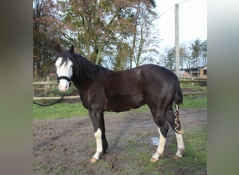 Caballo cuarto de milla, Semental, 2 años, 142 cm, Morcillo