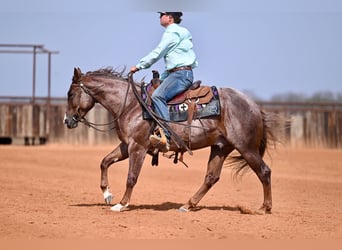 Caballo cuarto de milla, Semental, 2 años, 142 cm, Ruano alazán