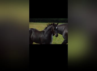 Caballo cuarto de milla, Semental, 2 años, 145 cm, Negro