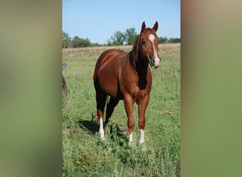 Caballo cuarto de milla, Semental, 2 años, 146 cm, Alazán