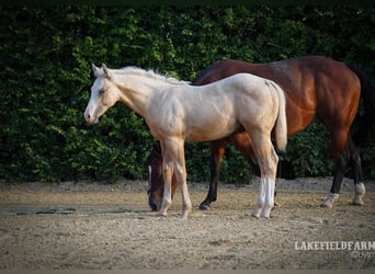 Caballo cuarto de milla, Semental, 2 años, 146 cm, Palomino