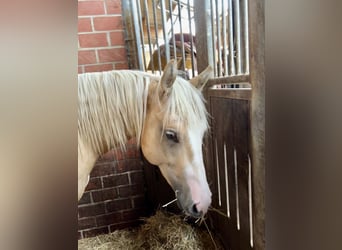 Caballo cuarto de milla, Semental, 2 años, 146 cm, Palomino