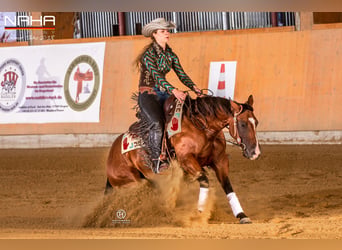 Caballo cuarto de milla, Semental, 2 años, 146 cm, Palomino