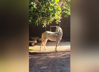 Caballo cuarto de milla, Semental, 2 años, 147 cm, Cremello