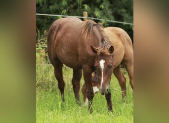 Caballo cuarto de milla, Semental, 2 años, 148 cm, Alazán-tostado