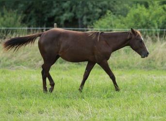 Caballo cuarto de milla, Semental, 2 años, 148 cm, Alazán-tostado