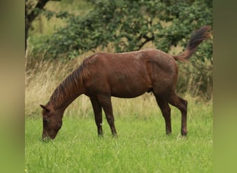 Caballo cuarto de milla, Semental, 2 años, 148 cm, Alazán-tostado