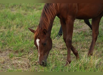 Caballo cuarto de milla, Semental, 2 años, 148 cm, Alazán-tostado