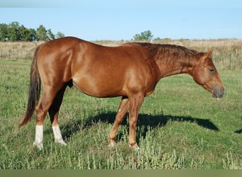 Caballo cuarto de milla, Semental, 2 años, 148 cm, Alazán-tostado