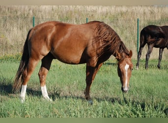 Caballo cuarto de milla, Semental, 2 años, 148 cm, Alazán-tostado