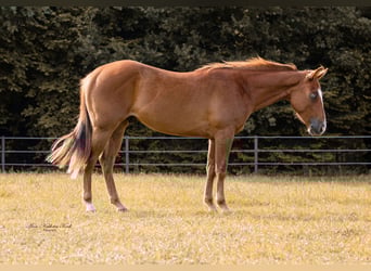 Caballo cuarto de milla, Semental, 2 años, 148 cm, Alazán-tostado