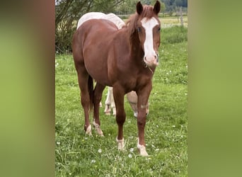Caballo cuarto de milla Mestizo, Semental, 2 años, 148 cm, Alazán