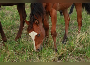 Caballo cuarto de milla, Semental, 2 años, 148 cm, Castaño