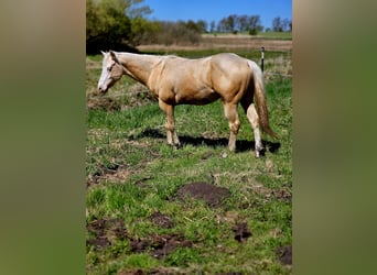 Caballo cuarto de milla, Semental, 2 años, 148 cm, Palomino