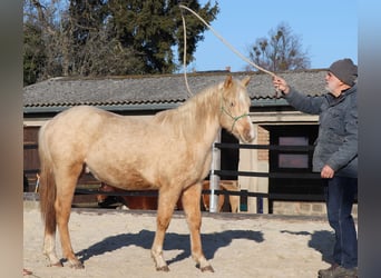 Caballo cuarto de milla, Semental, 2 años, 148 cm, Palomino