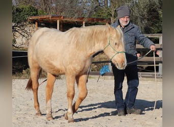 Caballo cuarto de milla, Semental, 2 años, 148 cm, Palomino