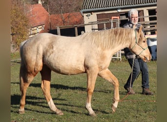 Caballo cuarto de milla, Semental, 2 años, 148 cm, Palomino