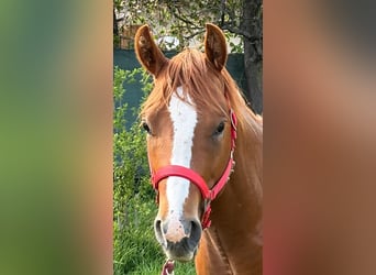 Caballo cuarto de milla, Semental, 2 años, 150 cm, Alazán