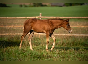 Caballo cuarto de milla, Semental, 2 años, 150 cm, Alazán