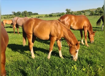 Caballo cuarto de milla, Semental, 2 años, 150 cm, Alazán