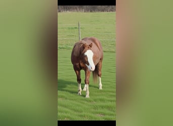 Caballo cuarto de milla, Semental, 2 años, 150 cm, Alazán
