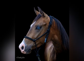 Caballo cuarto de milla, Semental, 2 años, 150 cm, Buckskin/Bayo