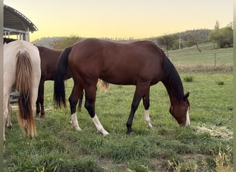 Caballo cuarto de milla, Semental, 2 años, 150 cm, Castaño