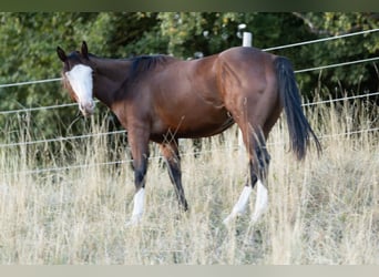 Caballo cuarto de milla, Semental, 2 años, 150 cm, Castaño