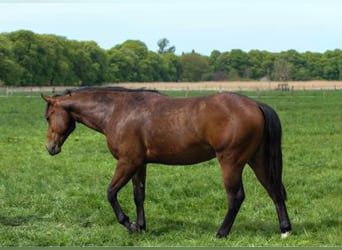 Caballo cuarto de milla, Semental, 2 años, 150 cm, Castaño