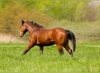 Caballo cuarto de milla, Semental, 2 años, 150 cm, Castaño