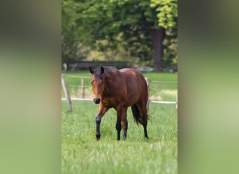 Caballo cuarto de milla, Semental, 2 años, 150 cm, Castaño