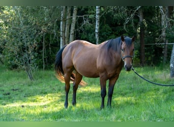 Caballo cuarto de milla, Semental, 2 años, 150 cm, Castaño